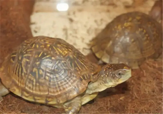 Three-toe box turtle identity information