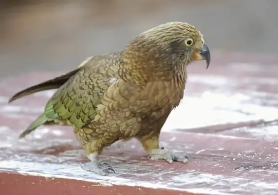 I.D. The parrot