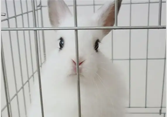 Western Rabbit Identity Information