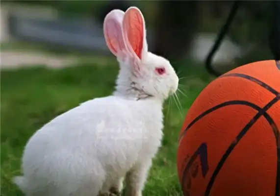I.D. for the big white rabbit in Florida