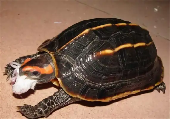 Triple Turtle Identity Information