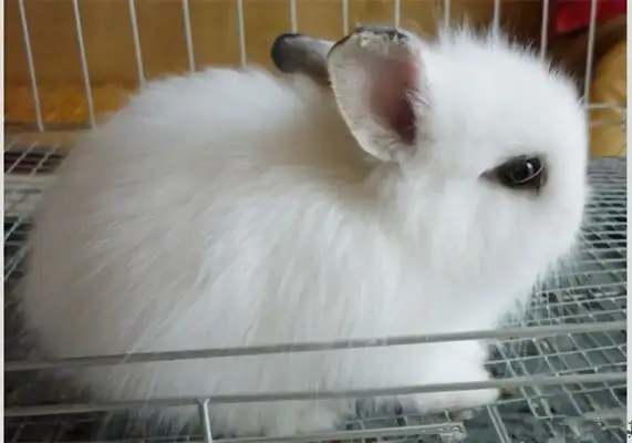 Western Rabbit Identity Information