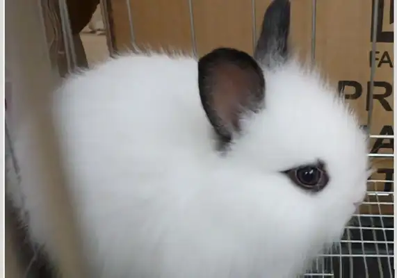 Western Rabbit Identity Information