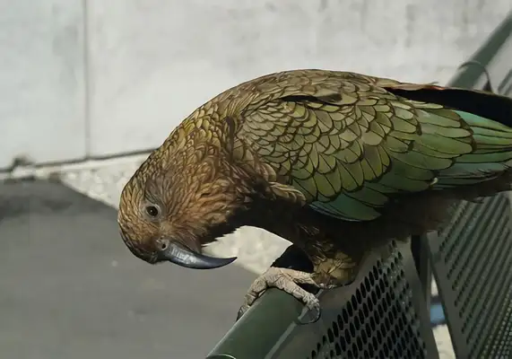 I.D. The parrot