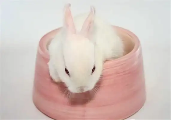 Bieran Rabbit ID