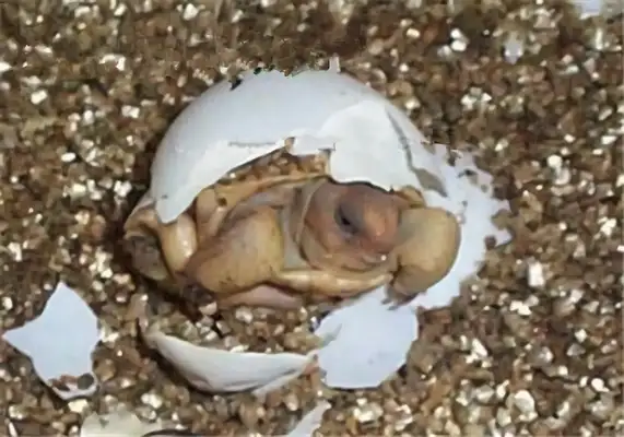 Desert rat identity information