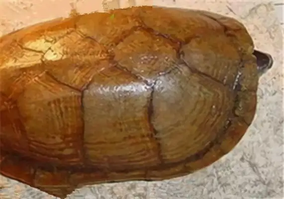 Wrinkled mud turtle identity information