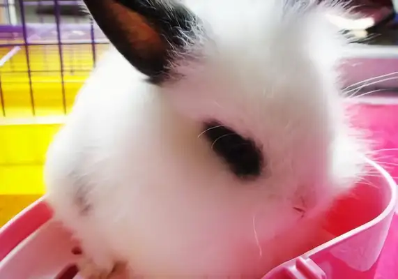 Western Rabbit Identity Information