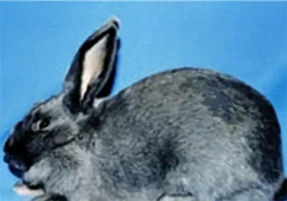 Bieran Rabbit ID