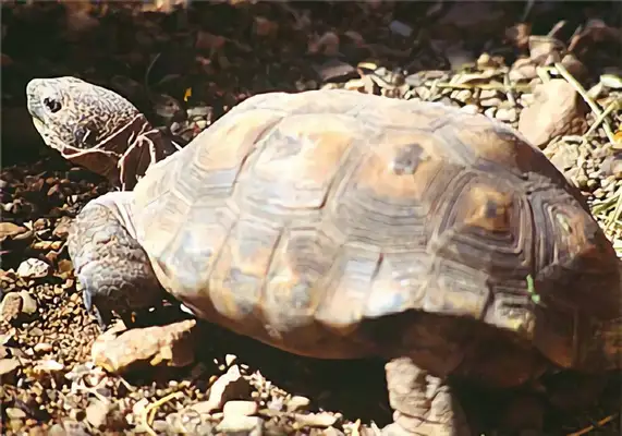 Desert rat identity information