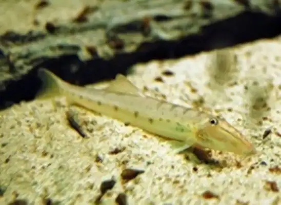 Information on the identity of the rodent fish