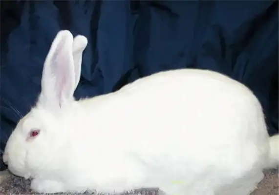 Bieran Rabbit ID
