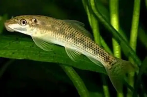 Information on the identity of the rodent fish