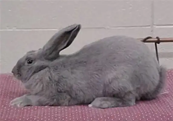 Bieran Rabbit ID