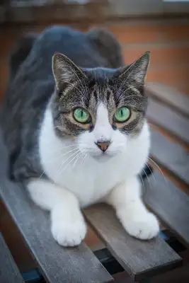 An introduction to the German curly cat variety