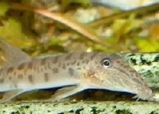 Information on the identity of the rodent fish