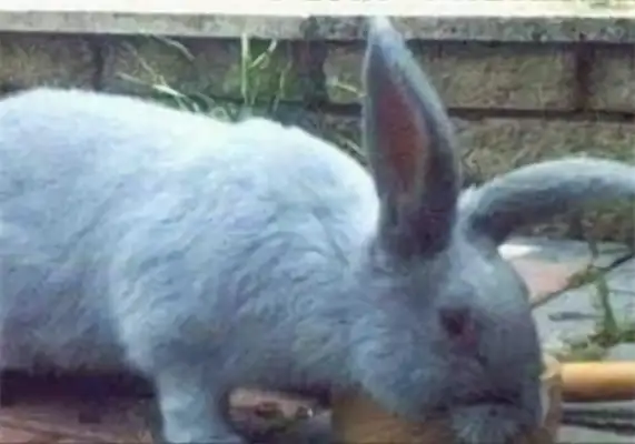 Bieran Rabbit ID
