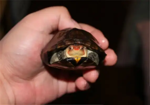 Red-face mud turtle identity information