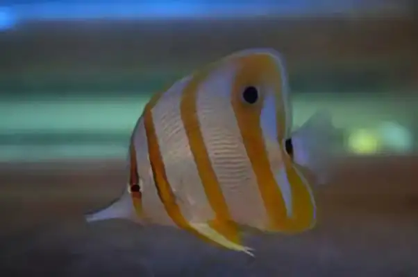 Ironfish identity information