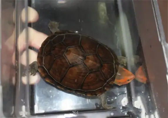 Red-face mud turtle identity information