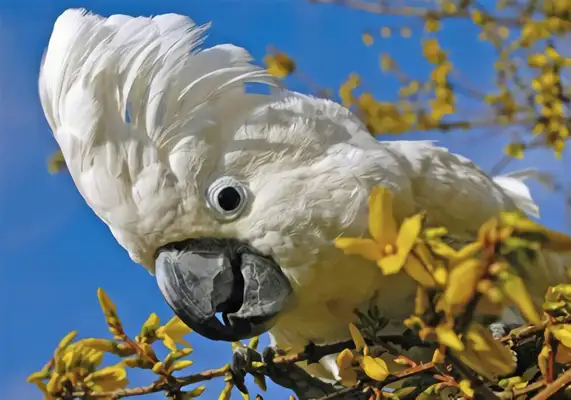 An umbrella parrot identity information