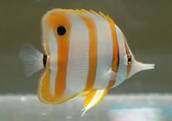Ironfish identity information