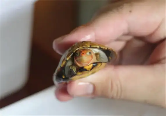 Red-face mud turtle identity information