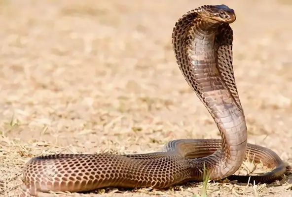 Egyptian Cobra Identity Information