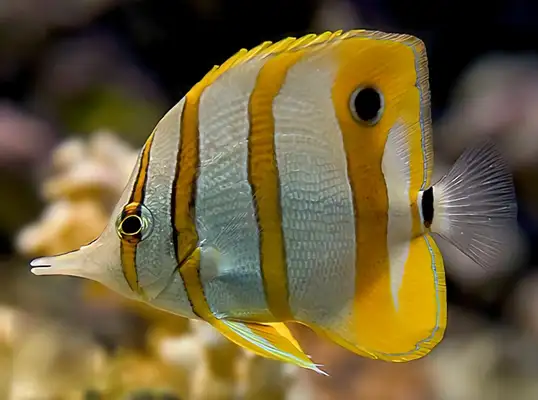 Ironfish identity information