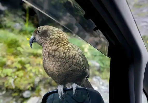 I.D. The parrot