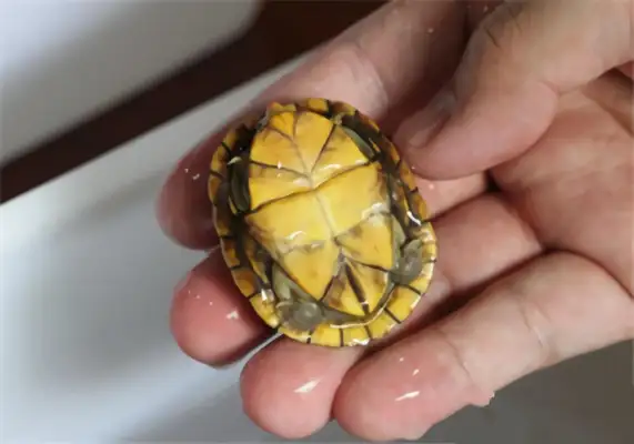 Red-face mud turtle identity information