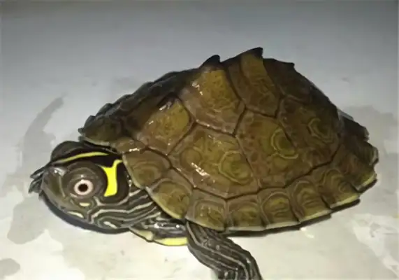 Map turtle identity information