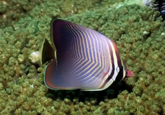 Indian Ocean Emperor identity information