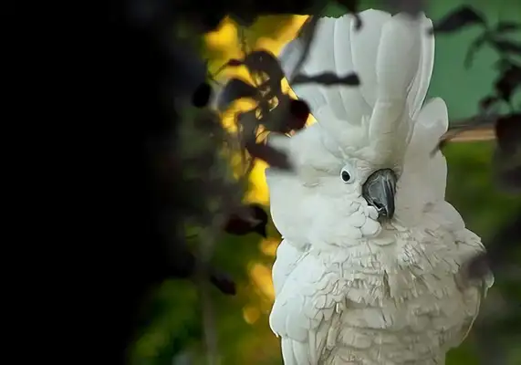An umbrella parrot identity information