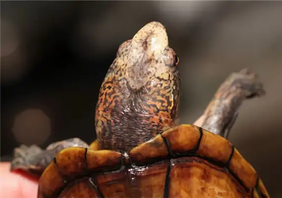 Stained mud turtle identity information