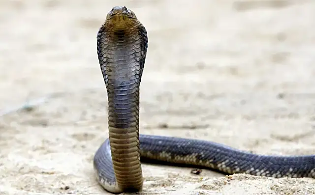 Egyptian Cobra Identity Information
