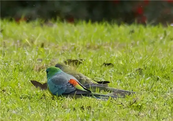 I.D. on the parrot