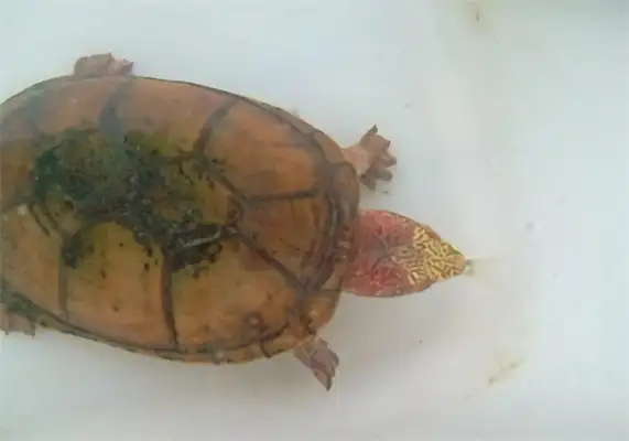 Stained mud turtle identity information