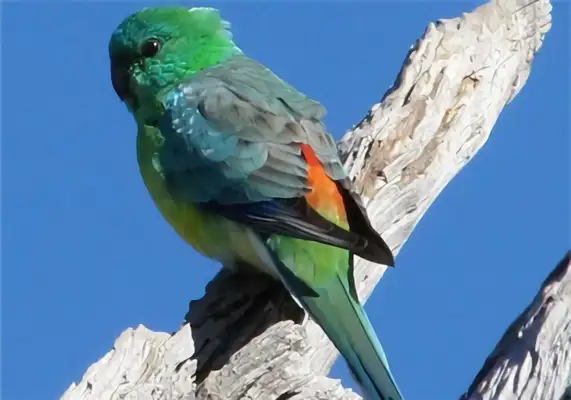 I.D. on the parrot