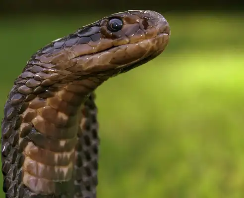 Egyptian Cobra Identity Information