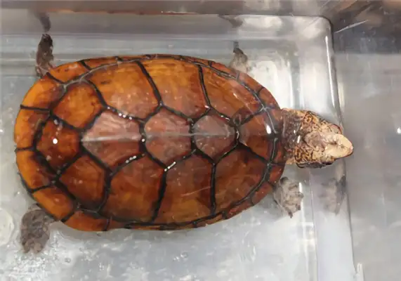 Stained mud turtle identity information