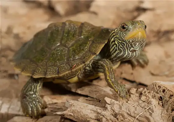 Map turtle identity information
