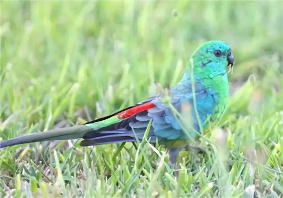 I.D. on the parrot