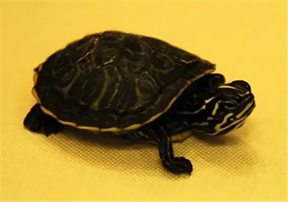Donut turtle identity information