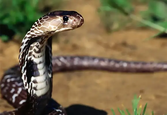Egyptian Cobra Identity Information