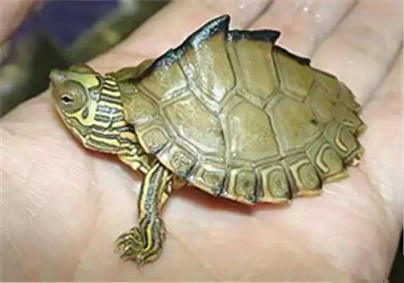 Map turtle identity information