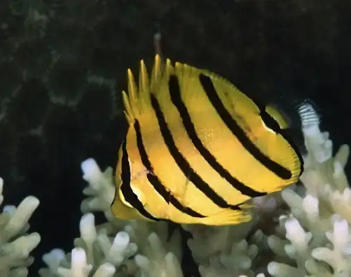 Eight with information on the identity of the butterfly fish
