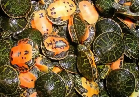 Donut turtle identity information