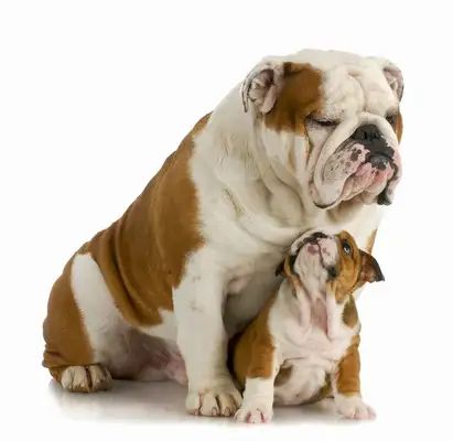 Canary dogs: the grace and loyalty of the Guardian