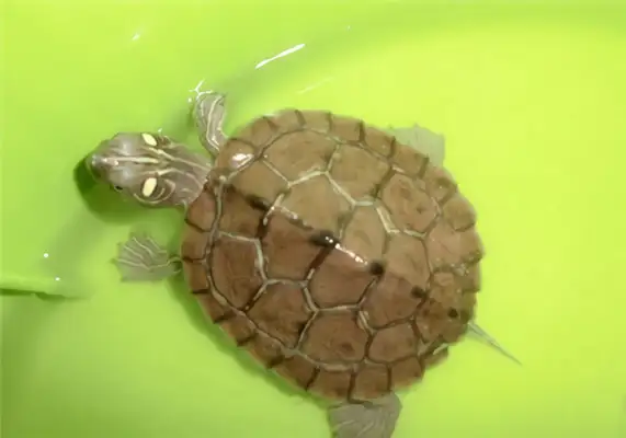 Map turtle identity information